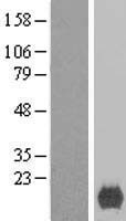 ls009502 xage2 human over expression lysates nm 130777 wb testing 1