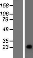 ls009506 page4 human over expression lysates nm 007003 wb testing 1
