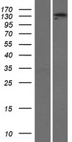 ADAMTS3 Human Over-expression Lysates NM_014243