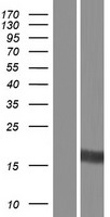 LITAF Human Over-expression Lysates NM_001136473