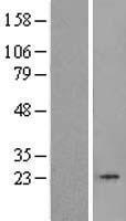 TBPL1 Human Over-expression Lysates NM_004865