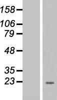 EEF1E1 Human Over-expression Lysates NM_004280