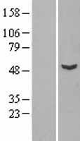VPS4B Human Over-expression Lysates NM_004869