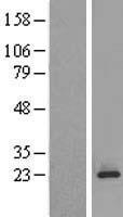 MPDU1 Human Over-expression Lysates NM_004870