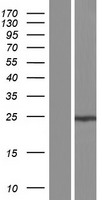 ls009527 gosr1 human over expression lysates nm 001007024 wb testing 2