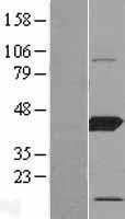 ls009533 polr1c human over expression lysates nm 203290 wb testing 1