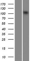 CHD1L Human Over-expression Lysates NM_004284
