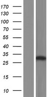 VPS26 (VPS26A) Human Over-expression Lysates NM_001035260