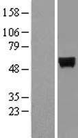 ls009562 minpp1 human over expression lysates nm 004897 wb testing 2