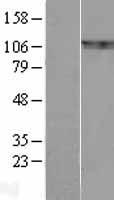 ls009564 bcar1 human over expression lysates nm 014567 wb testing 1
