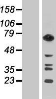 GTPBP1 Human Over-expression Lysates NM_004286