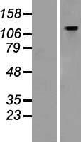 GTF2IRD1 Human Over-expression Lysates NM_005685