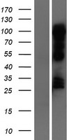 NR1D1 Human Over-expression Lysates NM_021724