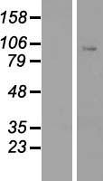 ls009575 clock human over expression lysates nm 004898 wb testing 1