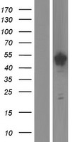 SPAG6 Human Over-expression Lysates NM_012443