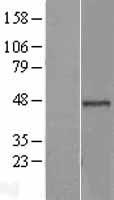 ls009577 brcc45 bre human over expression lysates nm 199191 wb testing 2