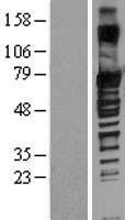 ls009580 sox13 human over expression lysates nm 005686 wb testing 1