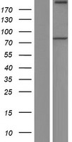 PREPL Human Over-expression Lysates NM_001042385