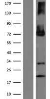 ls009583 entpd4 human over expression lysates nm 001128930 wb testing 2