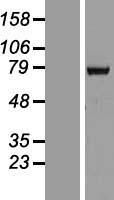 HCC1 (RBM39) Human Over-expression Lysates NM_004902