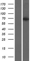 C16orf7 (VPS9D1) Human Over-expression Lysates NM_004913