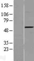 TRAF4 Human Over-expression Lysates NM_004295
