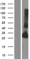 Kallikrein 4 (KLK4) Human Over-expression Lysates NM_004917