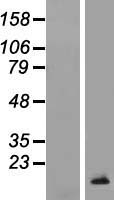 TCL1B Human Over-expression Lysates NM_004918