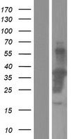 ls009633 mlt5 tesmin human over expression lysates nm 004923 wb testing 1