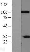ls009635 clca2 human over expression lysates nm 006536 wb testing 1