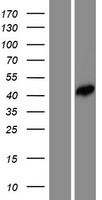 FEZ2 Human Over-expression Lysates NM_001042548