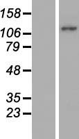 ls009645 mical2 human over expression lysates nm 014632 wb testing 1