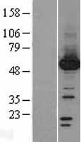 PPM1F Human Over-expression Lysates NM_014634