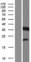MTFR1 Human Over-expression Lysates NM_001145838