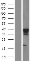 MTFR1 Human Over-expression Lysates NM_014637