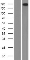 PLCH2 Human Over-expression Lysates NM_014638