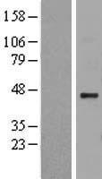 ls009653 hs2st1 human over expression lysates nm 012262 wb testing 1