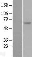 SOCS5 Human Over-expression Lysates NM_014011