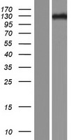 ls009658 znf516 human over expression lysates nm 014643 wb testing 1