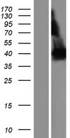 ls009659 pde4dip human over expression lysates nm 022359 wb testing 2