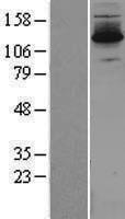 ls009666 dzip3 human over expression lysates nm 014648 wb testing 1