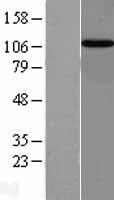 Importin 13 (IPO13) Human Over-expression Lysates NM_014652