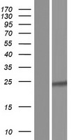 ls009673 slc25a44 human over expression lysates nm 001135672 wb testing 1