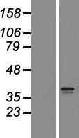 ls009673 slc25a44 human over expression lysates nm 014655 wb testing 2