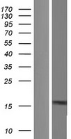 ls009674 kiaa0040 human over expression lysates nm 001162894 wb testing 1