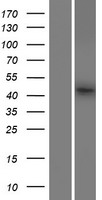 FAM53B Human Over-expression Lysates NM_014661