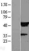 ls009684 lrrc14 human over expression lysates nm 014665 wb testing 1