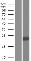 ls009686 vgl4 vgll4 human over expression lysates nm 001128221 wb testing 3