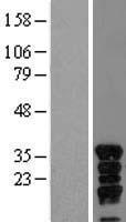 ls009686 vgl4 vgll4 human over expression lysates nm 014667 wb testing 2