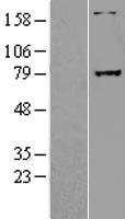 ls009687 greb1 human over expression lysates nm 014668 wb testing 1